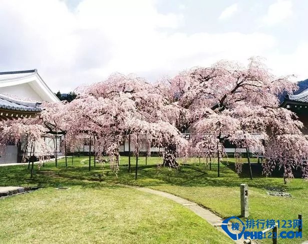 2016日本全国赏樱名所TOP10插图3