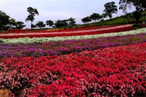 世界十大花海 最浪漫不过普罗旺斯薰衣草，一定要去插图6