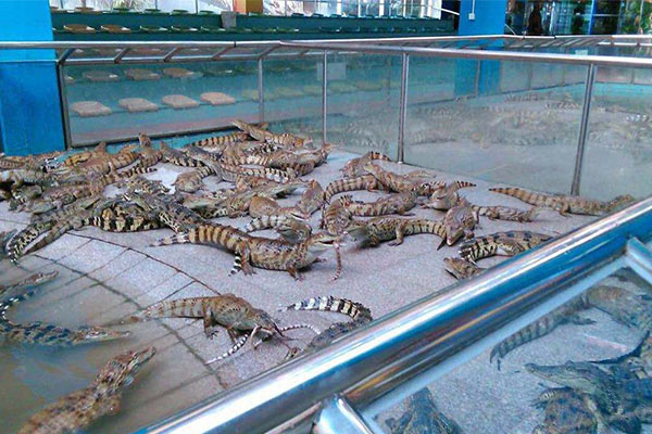 集美旅游必去十大景点 集美大学与陈嘉庚先生故居上榜插图6