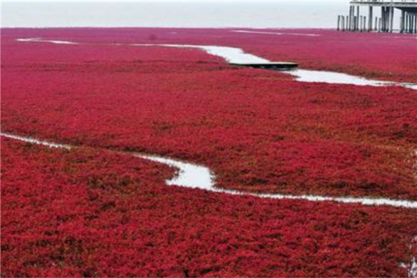 武汉免费拍照好看的地方排行榜 堤角公园上榜第一名副其实插图