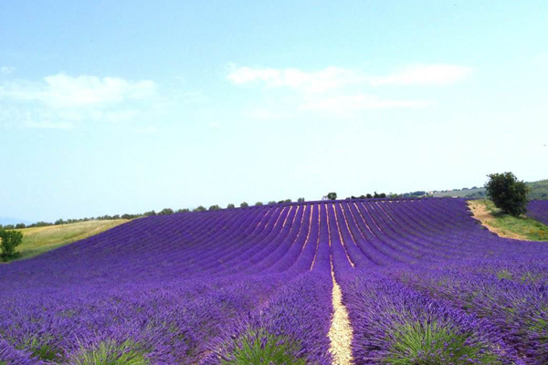 法国南部十大小镇：鲁西永像红宝石,戈尔德入选全球十大插图7