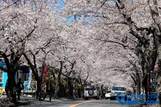 2016日本全国赏樱名所TOP10插图8
