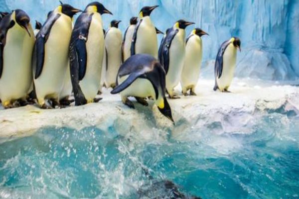 中国十大海洋馆 青岛上榜两家北京海洋馆珍稀动物多插图2