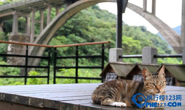 盘点爱猫人士必去的10大天堂 爱猫的你快来插图3