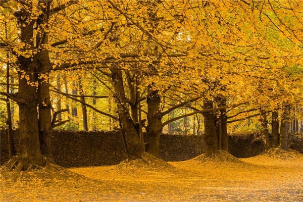 保山十大景区排行榜：腾冲湿地上榜，栖花岭团第七插图3