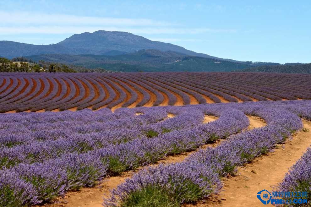 盘点全球十大最美的薰衣草花田插图8