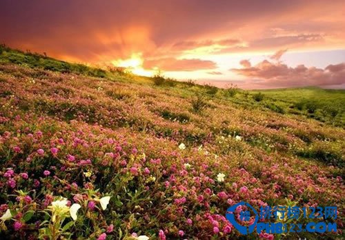 全球最美十大花海 超出你想象的极致美丽插图8
