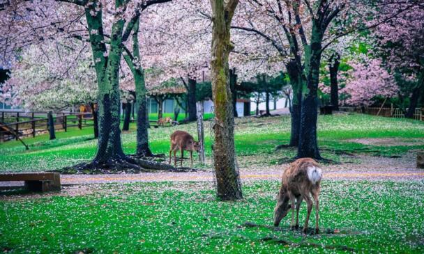 2017最新日本热门景点排行榜Top10：富士山仅排第三，灌篮高手去景点第插图