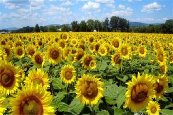 世界十大花海 最浪漫不过普罗旺斯薰衣草，一定要去插图8