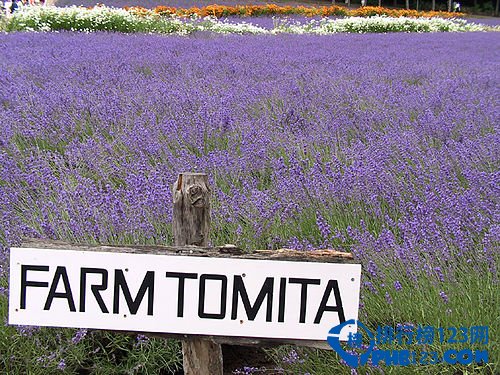 盘点全球十大最美的薰衣草花田插图2