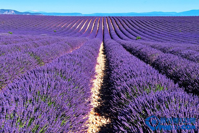 盘点全球十大最美的薰衣草花田插图