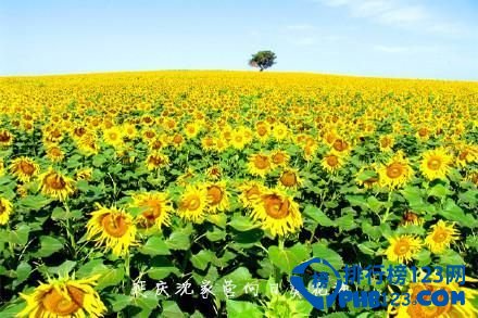 中国九大最让人迷醉的花海排行榜 让人迷醉的花海插图2