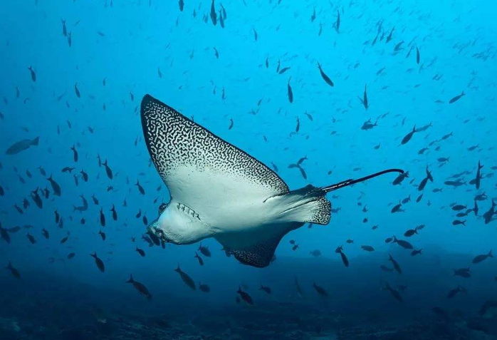 全球十大潜水地排行 带你进入全新的世界，你想要去吗插图4