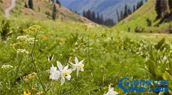 美国十大野花观赏地排行榜插图4