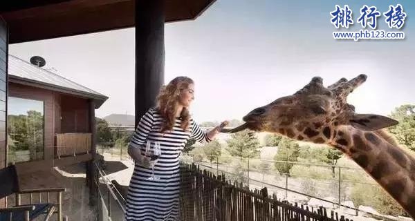 世界上最危险的酒店,狮子看你洗澡插图