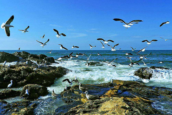 烟台十大最好玩的地方：养马岛上榜 第一名可赏海景洗海浴插图8