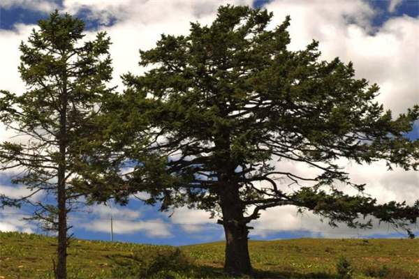 德州十大风景名胜排行榜：定慧寺上榜，第六是古墓插图6