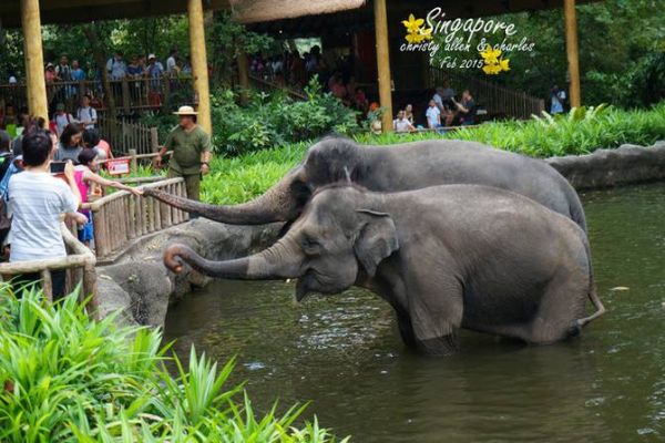 中国十大最受欢迎动物园 广州长隆野生动物世界上榜插图6