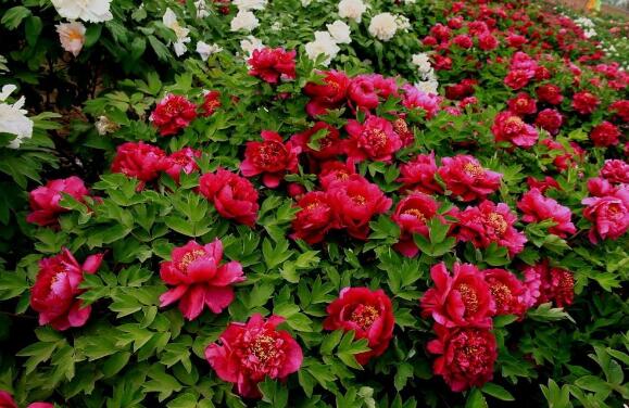 菏泽好玩的地方排行榜 水浒好汉城上榜，牡丹园必去插图