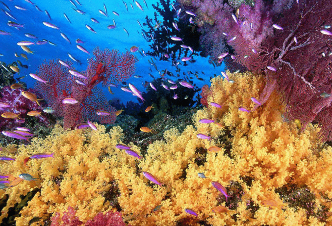 世界十大珊瑚礁 带你领略不一样的海底世界插图1