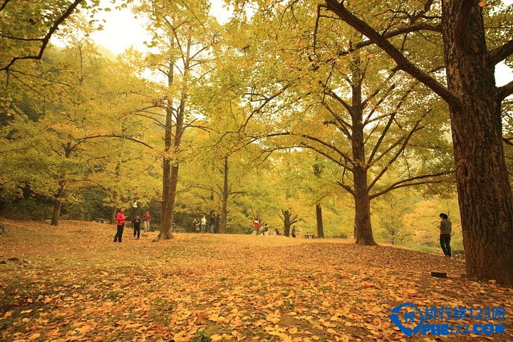 中国九大银杏圣地，去看满目金色插图3