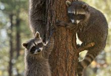 全美十大野生动物园排行榜|爱分享