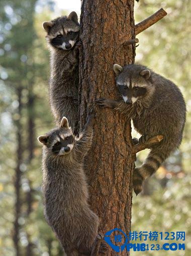 全美十大野生动物园排行榜插图9