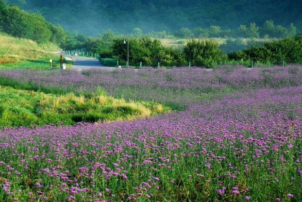 中国最美十大花海 让你享受最独特的浪漫插图6