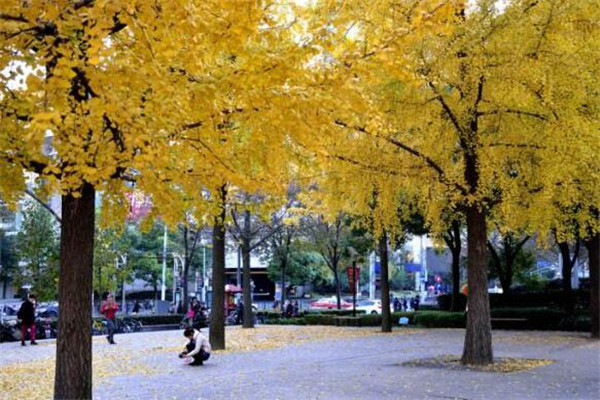 上海秋景最美的地方 美哭，你去过几条插图4