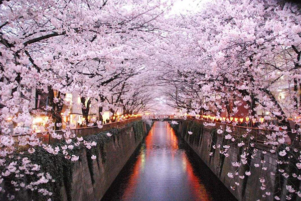 世界十大城市公园：东京的上野公园这个季节去刚刚好！插图6