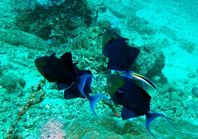 东南亚十大潜水圣地 风景绝美令人无法抗拒插图8