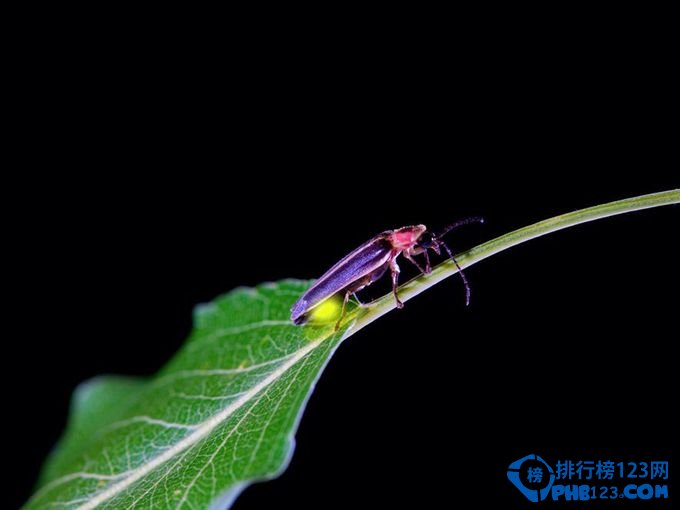 世界十大神秘自然现象排行榜插图8