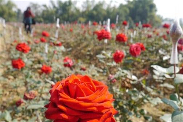 南宁十大最适合情侣去的地方 大明山排第二，五象湖公园上榜插图5