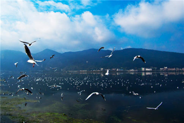 7个最适合夏季旅游的地方 昆明四季如春 洱海温度适宜插图6