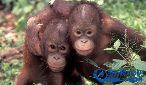 世界上最古老的十大原始森林排行榜插图1