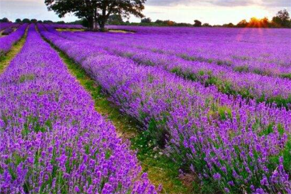 哈尔滨十大风景名胜排行榜：长青寺上榜，第八适合情侣去插图7