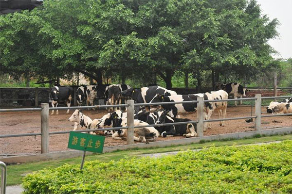 深圳十大农家乐 备受好评的深圳农家乐推荐插图7