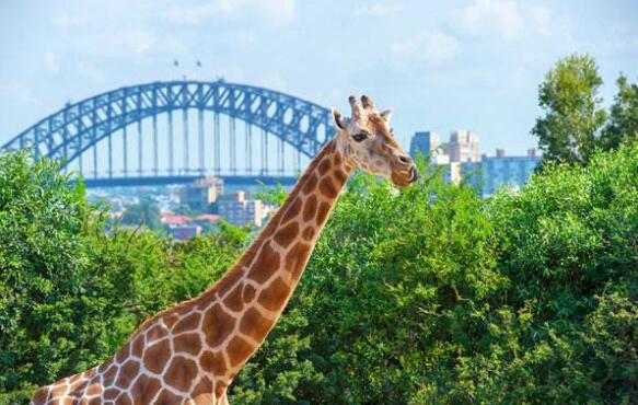 悉尼必去10大景点介绍 岩石区必到，悉尼塔视觉超震撼插图8