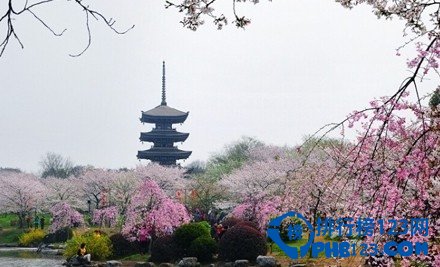 中国最美丽的十大梅园插图4