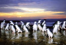 澳洲十大著名景点排行榜：爱尔斯岩排第四，第一全球最大|爱分享