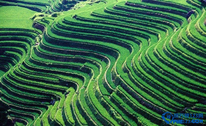 全球最美的十大梯田排行榜插图1