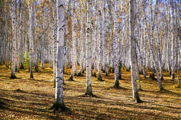 呼伦贝尔有什么好玩的地方？盘点呼伦贝尔好玩的地方排行榜插图3