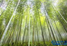 盘点中国十大天然氧吧 放下疲惫放松身心|爱分享