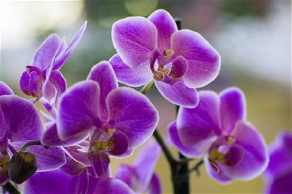 世界十大花卉博物馆：月季博物馆上榜，它是唯一的园艺博物馆插图6