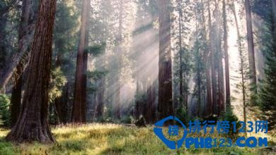 世界上最古老的十大原始森林排行榜插图6