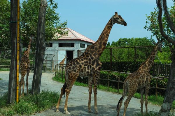 上海十大最好玩的景点 上海迪士尼乐园上榜外滩景色超棒插图2