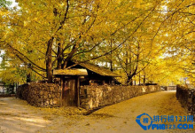 中国九大银杏圣地，去看满目金色|爱分享