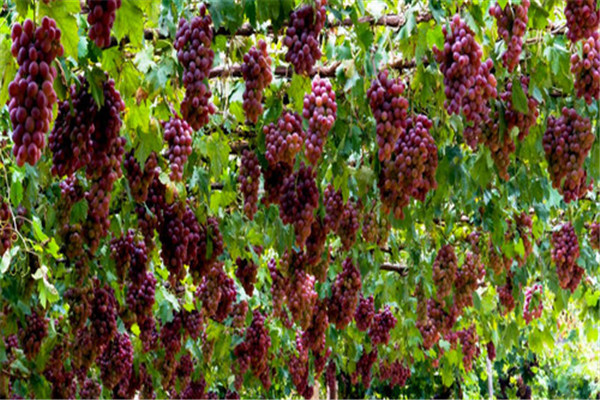 新疆十大景区排名：天山天池第四，第十最现代繁华插图6