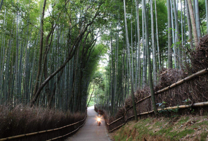 全球最美丛林排行榜 亚马逊热带雨林列第一，第三为童话诞生地插图3