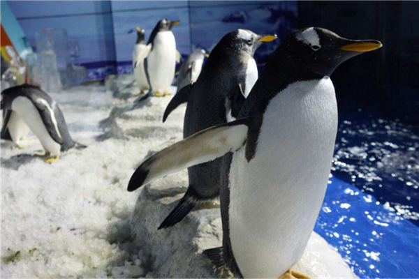 哈尔滨网红景点排行榜 哈尔滨冰雪大世界是哈尔滨独有景点插图6